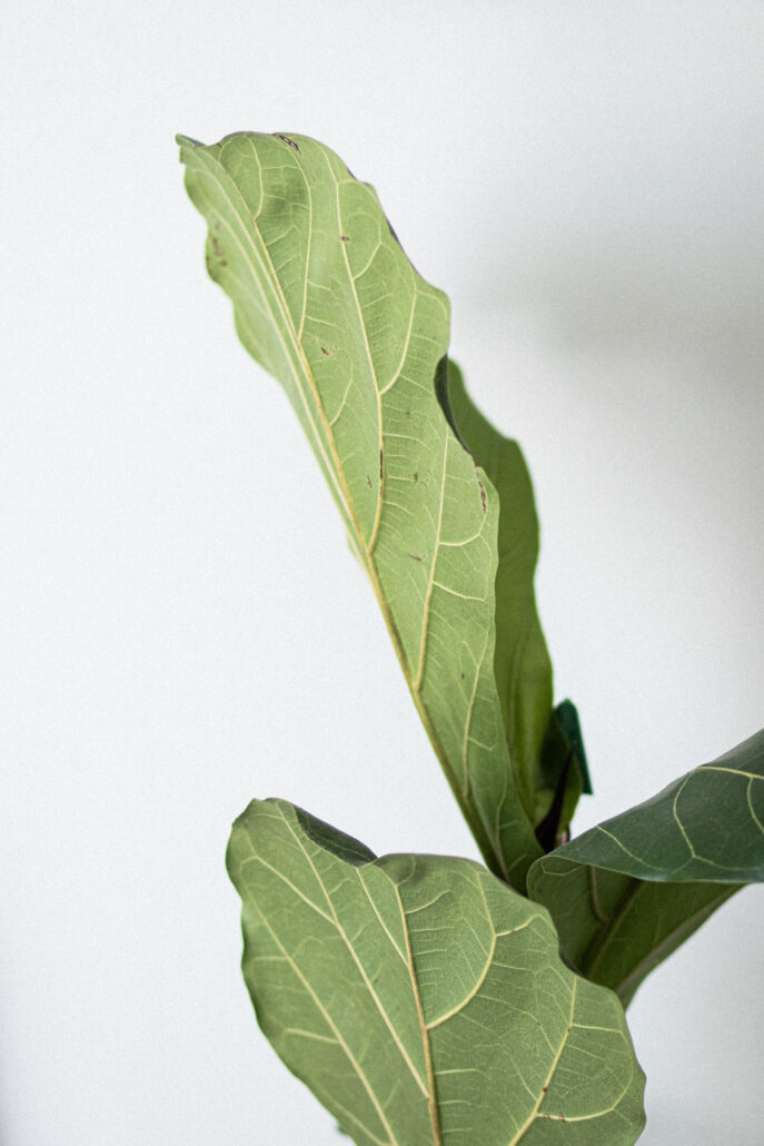 Plant New York City Financial Advisor